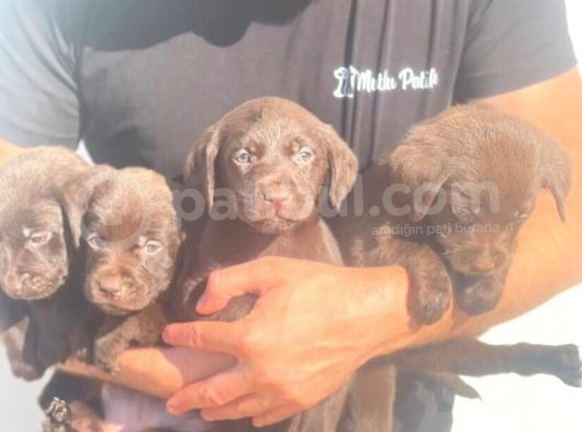 Çikolata Labrador Daha İyisi Yok