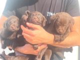 Çikolata Labrador Daha İyisi Yok