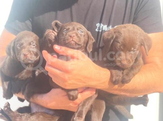 Çikolata Labrador Daha İyisi Yok görsel
