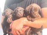 Çikolata Labrador Daha İyisi Yok