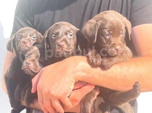 Çikolata Labrador Daha İyisi Yok görsel
