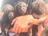 Çikolata Labrador Daha İyisi Yok
