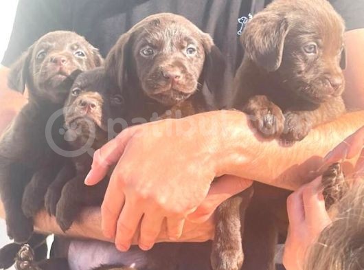 Çikolata Labrador Daha İyisi Yok görsel