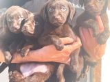 Çikolata Labrador Daha İyisi Yok