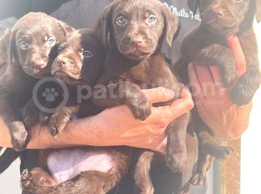 Çikolata Labrador Daha İyisi Yok görsel