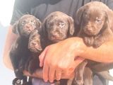 Çikolata Labrador Daha İyisi Yok