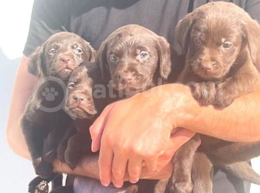 Çikolata Labrador Daha İyisi Yok görsel