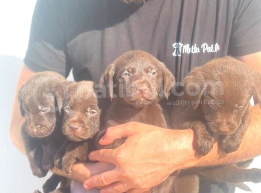 Çikolata Labrador Daha İyisi Yok görsel
