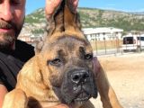 Show Kalitede Anne Baba Secereli Kahverengi 4 Aylık Cane Corso