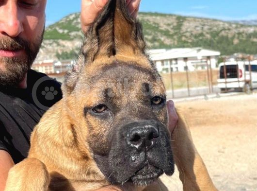 Show Kalitede Anne Baba Secereli Kahverengi 4 Aylık Cane Corso