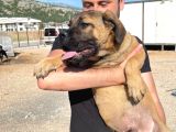 Show Kalitede Anne Baba Secereli Kahverengi 4 Aylık Cane Corso