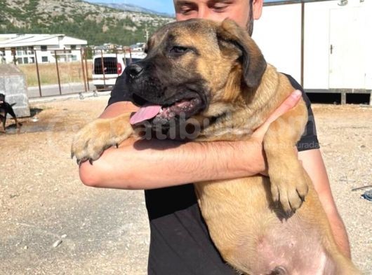 Show Kalitede Anne Baba Secereli Kahverengi 4 Aylık Cane Corso görsel