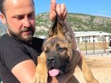 Show Kalitede Anne Baba Secereli Kahverengi 4 Aylık Cane Corso