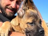 Show Kalitede Anne Baba Secereli Kahverengi 4 Aylık Cane Corso
