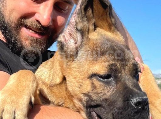 Show Kalitede Anne Baba Secereli Kahverengi 4 Aylık Cane Corso görsel