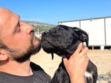 Show Kalite Anne Baba Secereli 4 Aylık Dişi Cane Corso