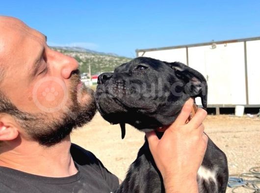 Show Kalite Anne Baba Secereli 4 Aylık Dişi Cane Corso