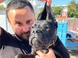Show Kalite Anne Baba Secereli 4 Aylık Dişi Cane Corso