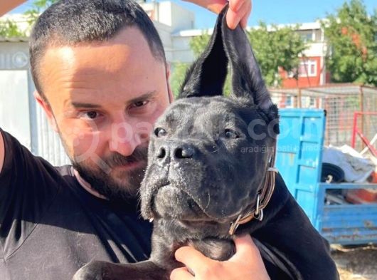 Show Kalite Anne Baba Secereli 4 Aylık Dişi Cane Corso görsel