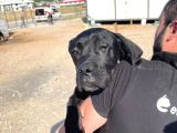 Show Kalite Anne Baba Secereli 4 Aylık Dişi Cane Corso