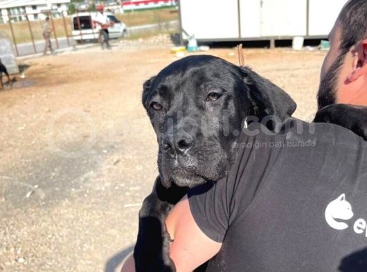 Show Kalite Anne Baba Secereli 4 Aylık Dişi Cane Corso görsel