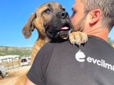 Show Kalite Anne Baba Secereli 4 Aylık Dişi Cane Corso