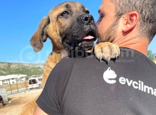 Show Kalite Anne Baba Secereli 4 Aylık Dişi Cane Corso görsel