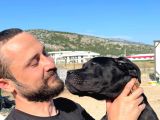 Show Kalite Anne Baba Secereli 4 Aylık Dişi Cane Corso