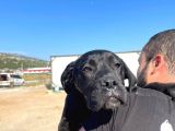 Show Kalite Anne Baba Secereli 4 Aylık Dişi Cane Corso