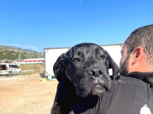 Show Kalite Anne Baba Secereli 4 Aylık Dişi Cane Corso görsel