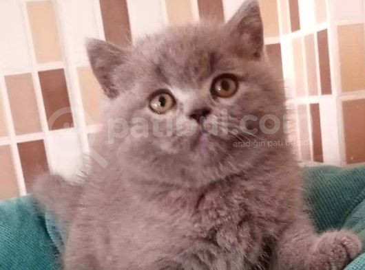 Ev Ortamından Ayı Surat Tombiş Oyuncu Yavrular