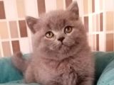 Ev Ortamından Ayı Surat Tombiş Oyuncu Yavrular