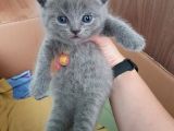 2 Dişi 2 Erkek British Shorthair Yavrular