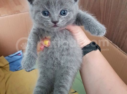 2 Dişi 2 Erkek British Shorthair Yavrular görsel