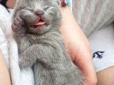 2 Dişi 2 Erkek British Shorthair Yavrular