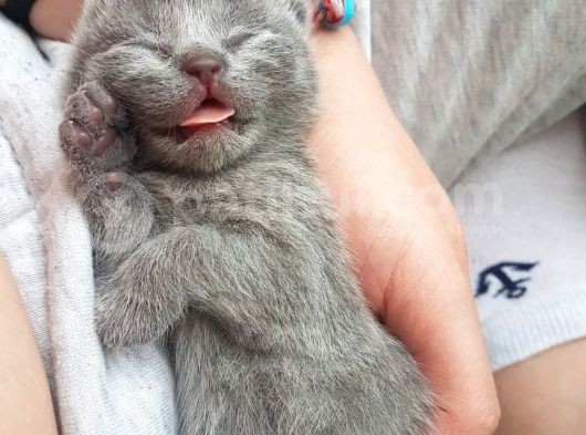 2 Dişi 2 Erkek British Shorthair Yavrular görsel