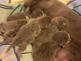 2 Dişi 2 Erkek British Shorthair Yavrular