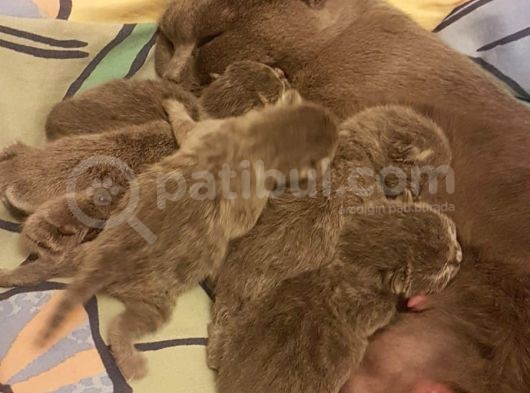 2 Dişi 2 Erkek British Shorthair Yavrular görsel