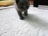 2 Dişi 2 Erkek British Shorthair Yavrular