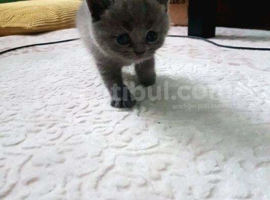2 Dişi 2 Erkek British Shorthair Yavrular