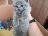 2 Dişi 2 Erkek British Shorthair Yavrular