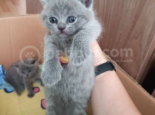 2 Dişi 2 Erkek British Shorthair Yavrular görsel