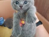 2 Dişi 2 Erkek British Shorthair Yavrular