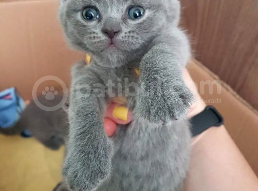 2 Dişi 2 Erkek British Shorthair Yavrular görsel