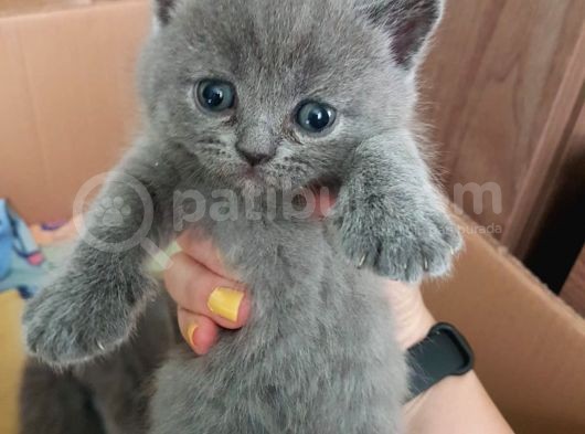 2 Dişi 2 Erkek British Shorthair Yavrular görsel