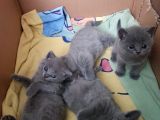 2 Dişi 2 Erkek British Shorthair Yavrular