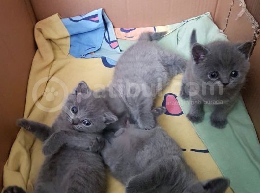 2 Dişi 2 Erkek British Shorthair Yavrular görsel