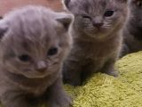 2 Dişi 2 Erkek British Shorthair Yavrular