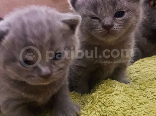 2 Dişi 2 Erkek British Shorthair Yavrular görsel