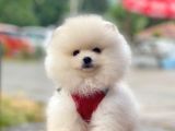 Safkan Pomeranian Boo Yavrular